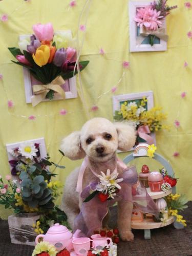 20230331もものすけくん